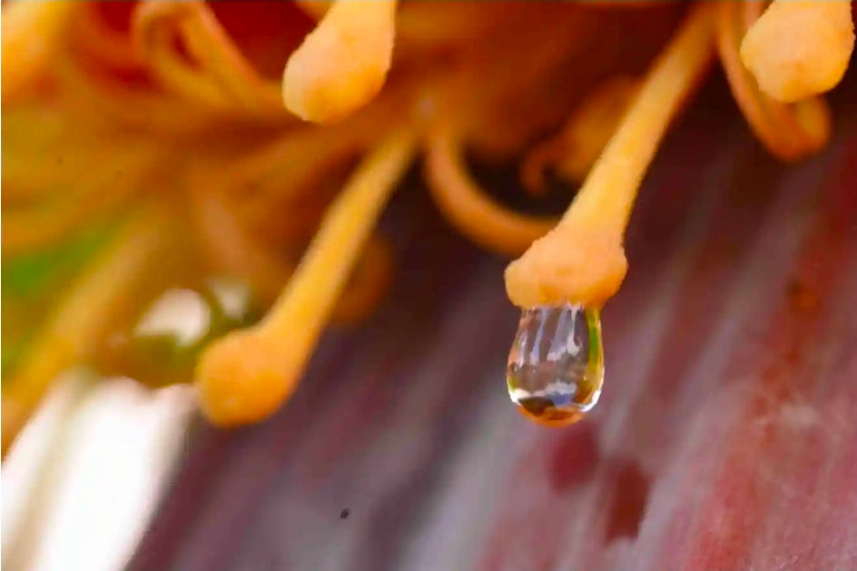 Nail Nectar Cuticle Oil
